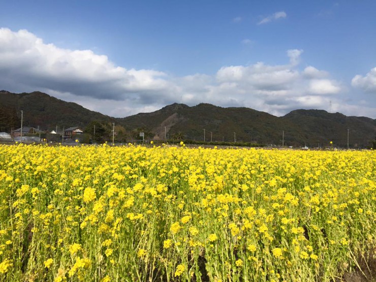 菜の花畑